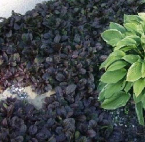 Живучка ползучая — яркое и простое в уходе многолетнее растение