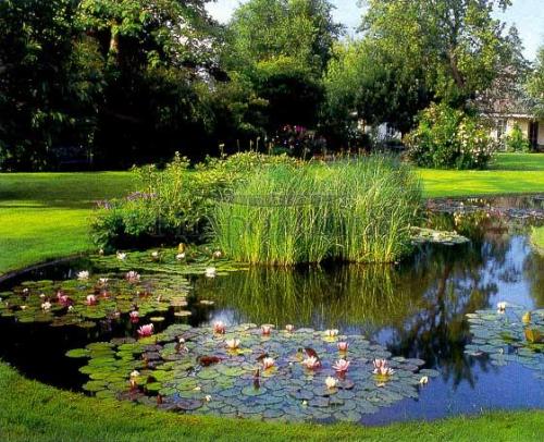 Растения вокруг пруда. Растения в искусственном водоёме и вокруг него