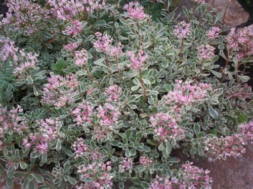 Почвопокровные многолетники цветущие. Низкорослые почвопокровные растения для сада