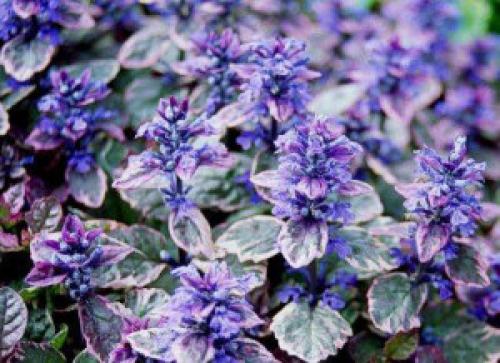 Живучка ползучая — яркое и простое в уходе многолетнее растение