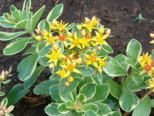 Почвопокровные многолетники цветущие. Низкорослые почвопокровные растения для сада