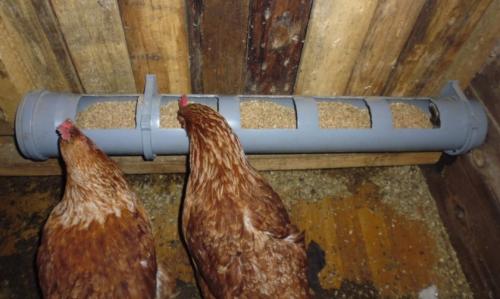 Как правильно обустроить курятник?