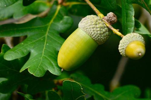 Какие деревья посадить на небольшом участке. Декоративные деревья для небольших участков