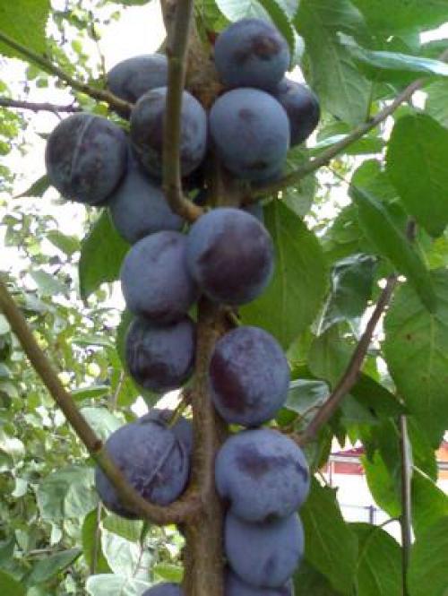 Особенности выращивания деревьев на участке. На какую глубину сажать деревья и кустарники 17 Особенности выращивания деревьев на участке. На какую глубину сажать деревья и кустарники 17