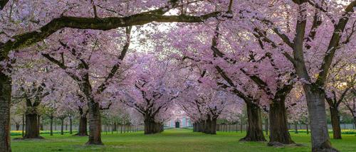 Какие деревья посадить на участке в сибири. Какие красивые декоративные деревья посадить на участке, вдоль забора и перед домом?