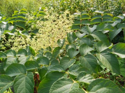 Какие деревья посадить на небольшом участке. Декоративные деревья для небольших участков