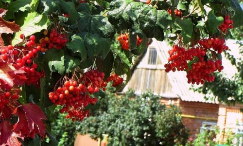 Какие деревья посадить на участке, приметы. Калина