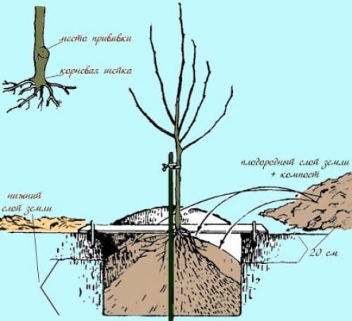 Особенности выращивания деревьев на участке. На какую глубину сажать деревья и кустарники