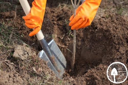Какие фруктовые деревья посадить на участке. Плодовые деревья в саду – делаем правильный и грамотный выбор