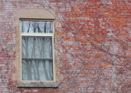 Какие деревья можно сажать возле дома по фен шуй. Посадка деревьев по фэн шуй