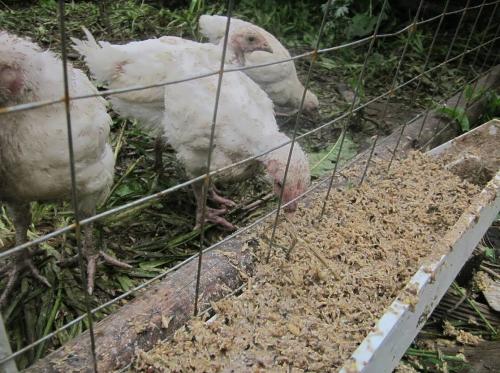 Чем кормить цыплят от 0 до 1 месяца. Старт 04