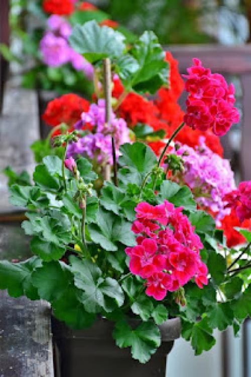 Пеларгония уход на улице. Пеларгония на даче. Как выращивать плющелистную пеларгонию в открытом грунте