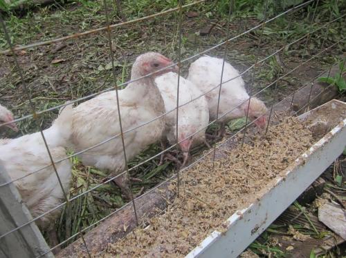 Чем кормить цыплят от 0 до 1 месяца. Старт 05