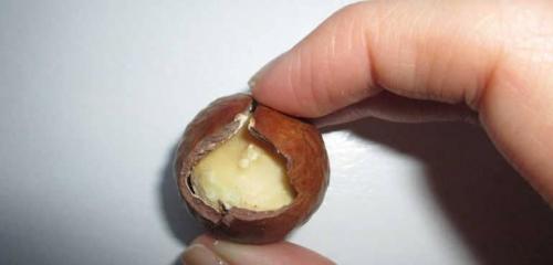 Как называются орехи которые открывают ключом. Орехи макадамия: польза и вред для организма человека