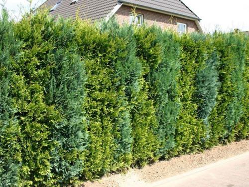 Изгородь декоративная натуральная. Кустарники для живой изгороди: названия и фото