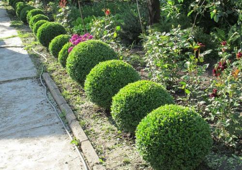 Изгородь декоративная натуральная. Кустарники для живой изгороди: названия и фото