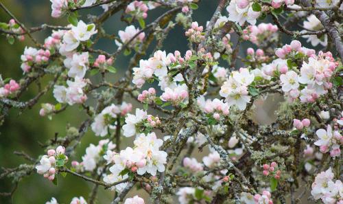Какие деревья можно сажать возле дома по фен шуй. Посадка деревьев по фэн шуй