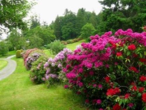 Деревья и кустарники в саду. Добавление статьи в новую подборку 23 Деревья и кустарники в саду. Добавление статьи в новую подборку 23