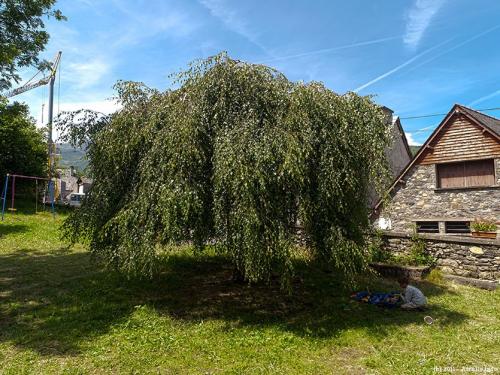 Невысокие деревья для ландшафтного дизайна. Декоративные деревья для небольших участков