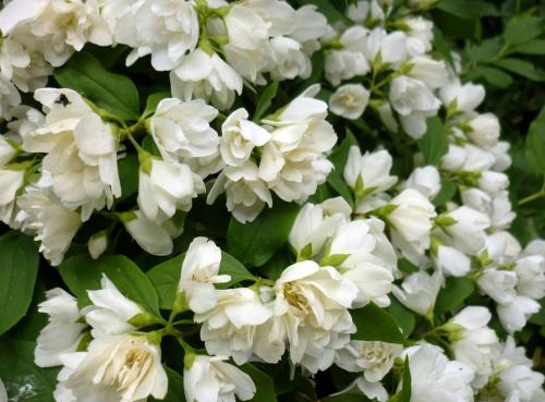 Кустарники для сада. Красивые многолетние кустарники для декора сада