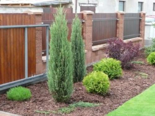 Деревья и кустарники в саду. Добавление статьи в новую подборку 19 Деревья и кустарники в саду. Добавление статьи в новую подборку 19