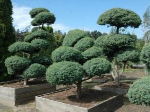 Деревья и кустарники в саду. Добавление статьи в новую подборку 20 Деревья и кустарники в саду. Добавление статьи в новую подборку 20