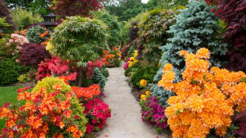 Кустарники для сада. Красивые многолетние кустарники для декора сада