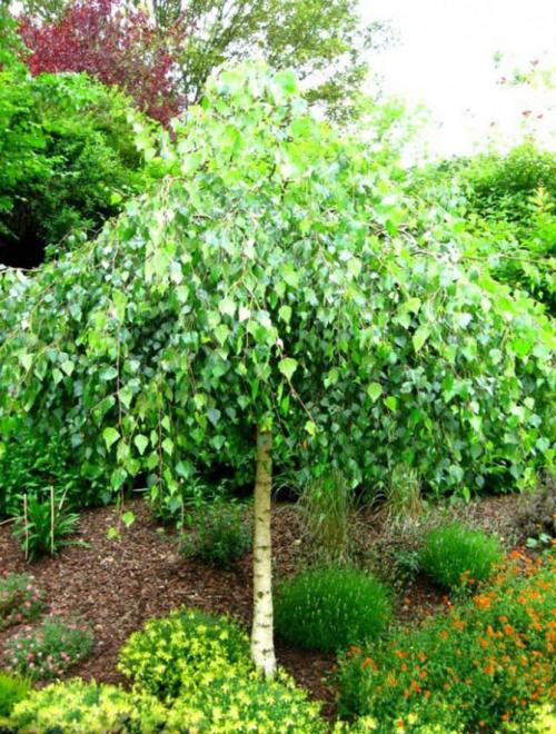 Деревья и кустарники названия. Декоративные деревья для сада – названия, описания, фото