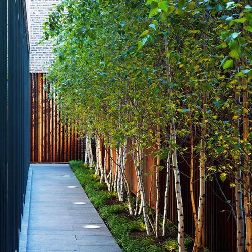 Деревья и кустарники названия. Декоративные деревья для сада – названия, описания, фото