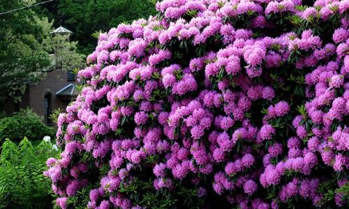 Кустарники для сада. Красивые многолетние кустарники для декора сада