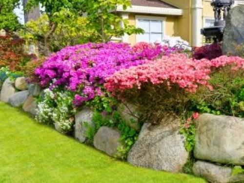 Деревья и кустарники в саду. Добавление статьи в новую подборку 22 Деревья и кустарники в саду. Добавление статьи в новую подборку 22