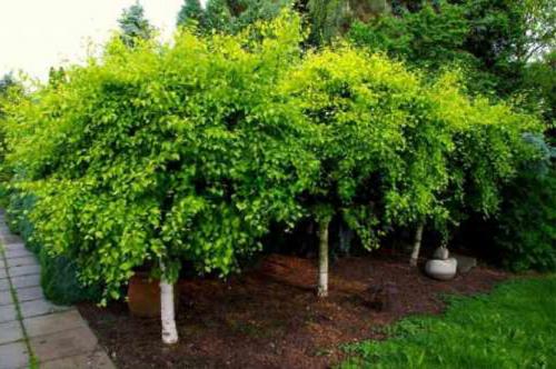 Деревья и кустарники названия. Декоративные деревья для сада – названия, описания, фото