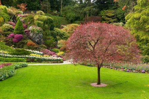 Деревья и кустарники названия. Декоративные деревья для сада – названия, описания, фото