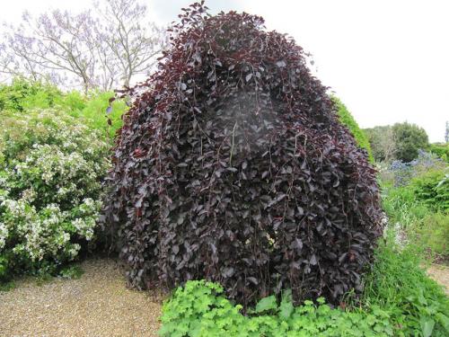 Невысокие деревья для ландшафтного дизайна. Декоративные деревья для небольших участков