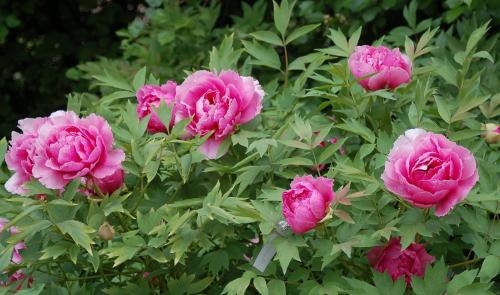 Кустарники для сада. Красивые многолетние кустарники для декора сада