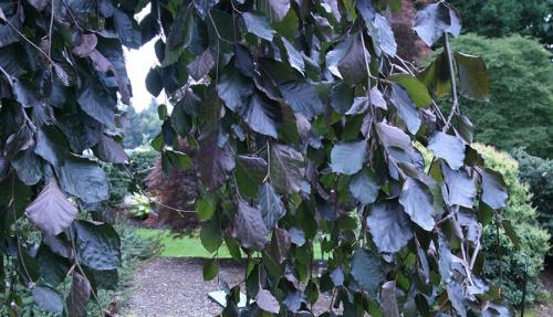 Невысокие деревья для ландшафтного дизайна. Декоративные деревья для небольших участков