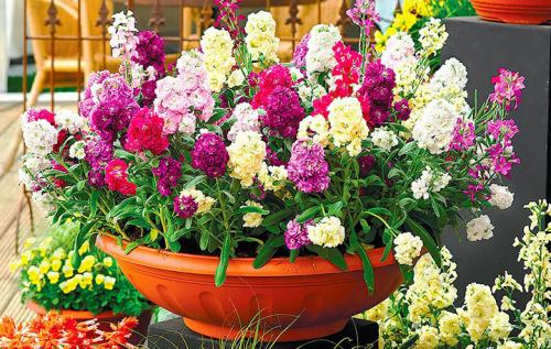 Оформление террасы в частном доме растениями. Какие растения лучше выбирать?