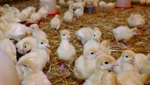 Как держать индюков в домашних условиях. Особенности ухода и условия для содержания молодняка