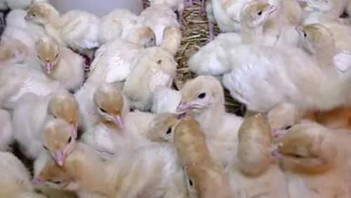 Как держать индюков в домашних условиях. Особенности ухода и условия для содержания молодняка