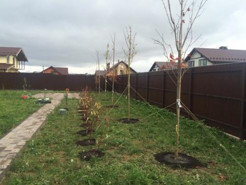 Какое дерево посадить во дворе частного дома. Деревья возле дома — виды которые можно и нельзя сажать. 100 фото лучших вариантов для посадки