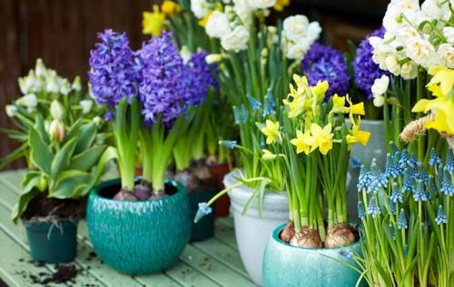 Оформление террасы в частном доме растениями. Какие растения лучше выбирать?