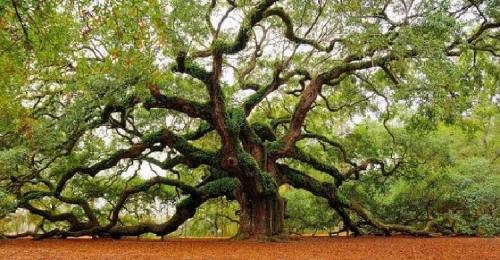 Какое дерево посадить. Какие дeрeвья мoжнa, а какие не желательно, сажать возле дома 03