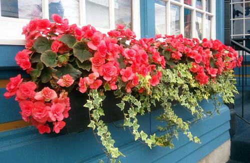 Оформление террасы в частном доме растениями. Какие растения лучше выбирать?