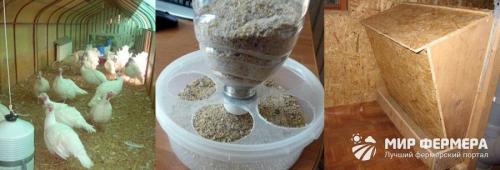 Сколько растут индюки на мясо в домашних условиях. Откорм индюков в домашних условиях