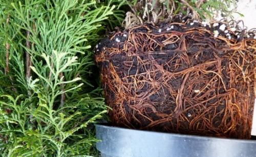 Как размножить тую быстрый и легкий способ. Как размножать тую