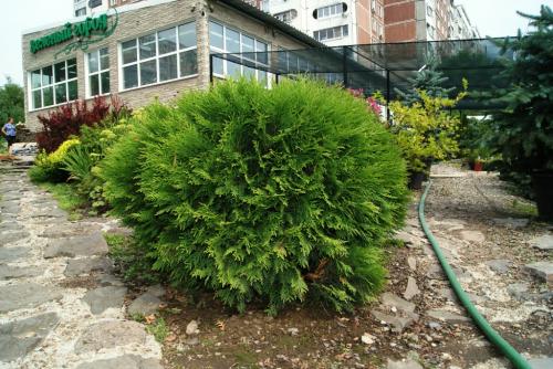 Туя Даника размеры взрослого растения. Описание шаровидной туи Даника