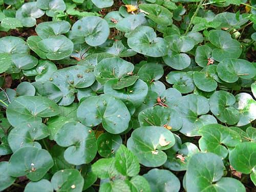 Что посадить на кладбище без полива. Цветы на могиле