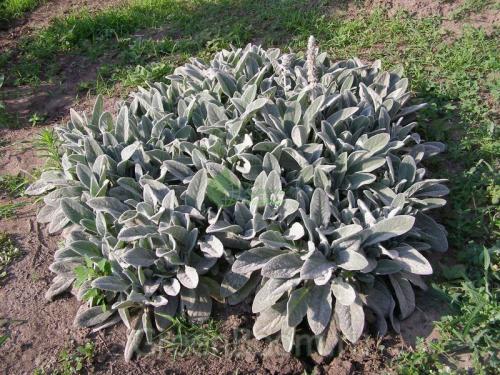 Что посадить на кладбище без полива. Цветы на могиле