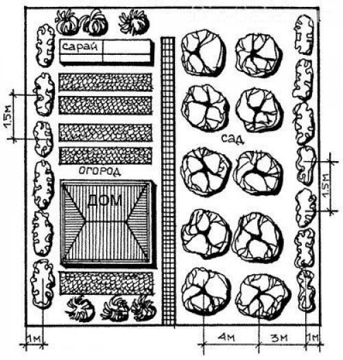 Плодовые деревья на участке. Классический плодовый сад 11