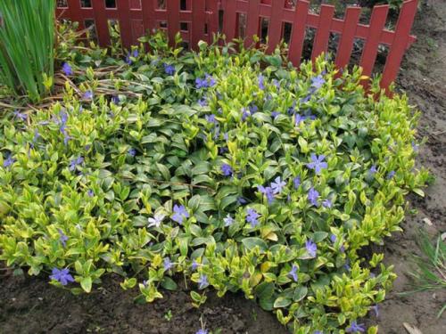 Что посадить на кладбище без полива. Цветы на могиле